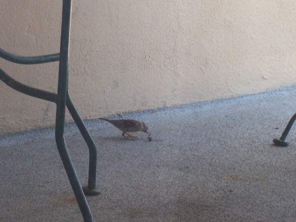 birdeatingdragonfly.jpg